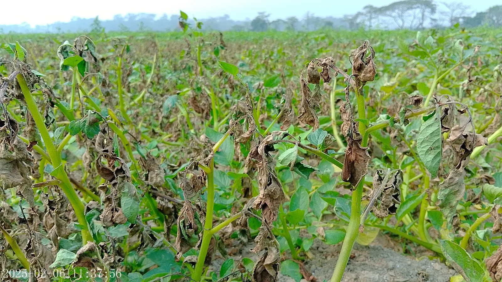 বিশ্বনাথে আলু চাষীদের মাথায় হাত